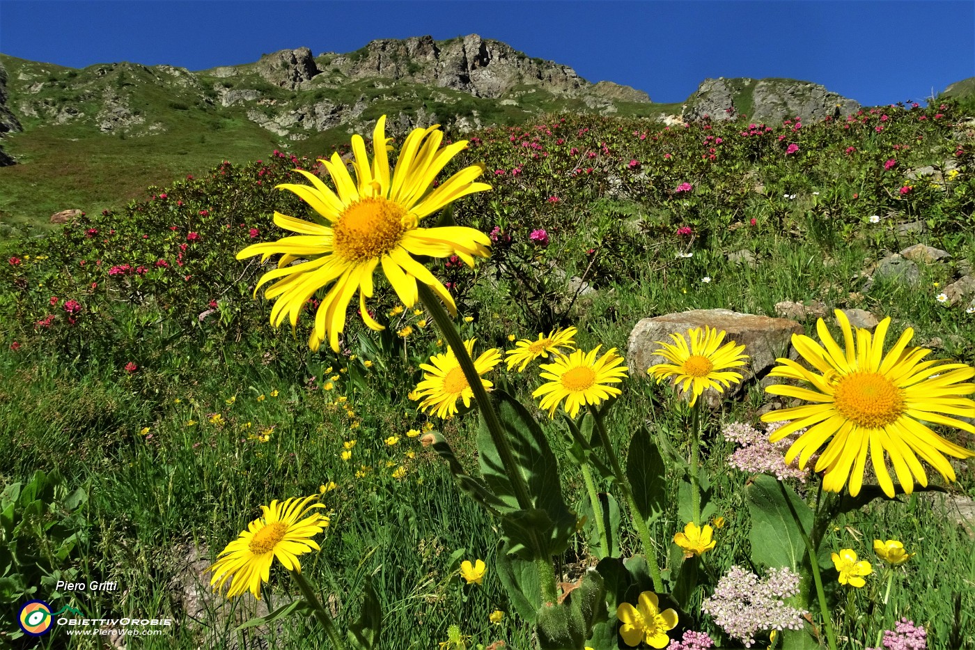 14 Splende pure il giallo intenso di questi bellissimi fiori , Doronico del granito (Doronicum clusii).JPG